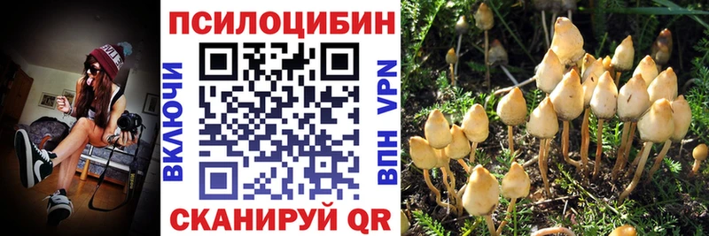 Псилоцибиновые грибы Psilocybe купить сайты гидра ссылки Зубцов